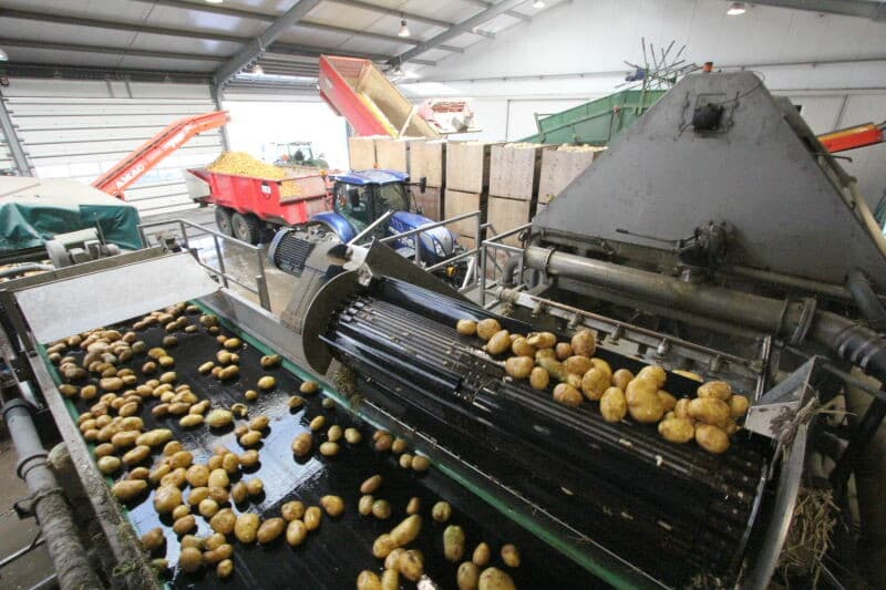 De volgende vrachtwagen wordt vol gedraaid. De aardappelen zijn brandschoon, daar kan de frietbakker goed frieten van maken.
