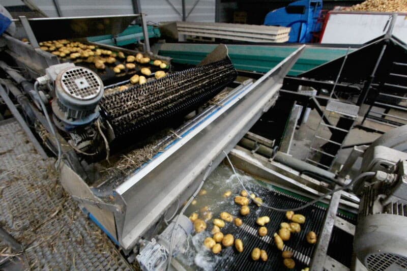 Van Oorschot kan alles wassen. Van de reguliere gewassen, zoals peen, knolselderij, aardappel tot bieslookpollen en zelfs uien. Nu wordt een partij Agria's, bestemd voor friet, gewassen.