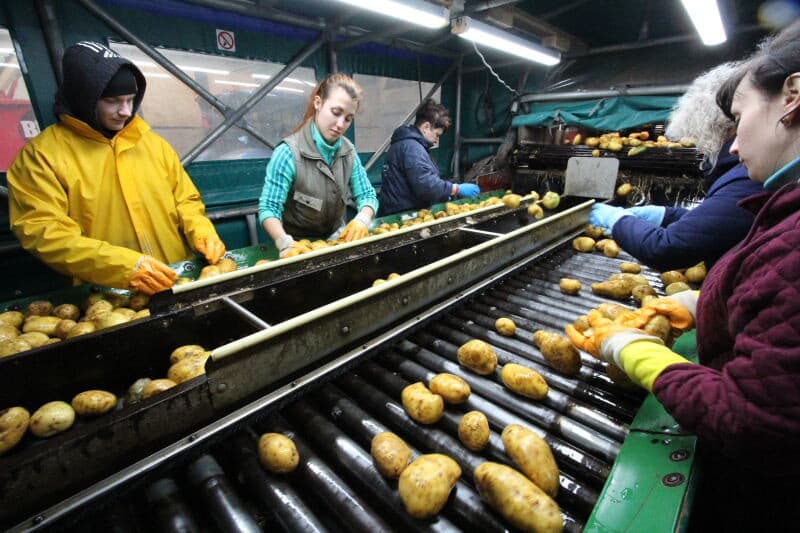 Aan het begin van de opvoerband vindt een laatste controle plaats. Een ongewenste knol, tegen rode jas, gaat bij de tarra.