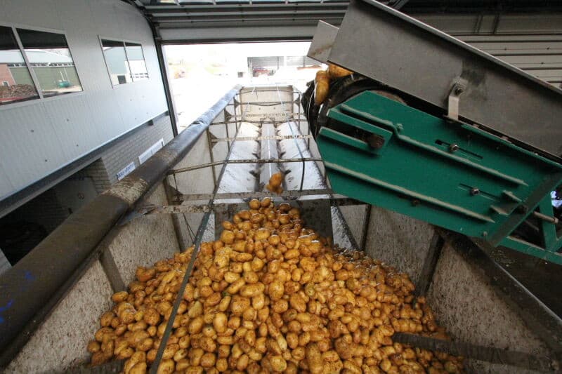 Reiniging houdt niet alleen wassen in, maar ook het verwijderen van loof, blad- en wortelresten. Hier gaat de aardappelstroom via egelband naar een laatste spoelbad en van daaruit op een zeefmat naar de leeskamer.