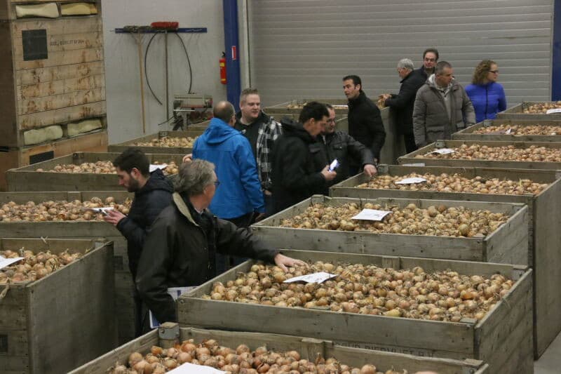 Dit seizoen is er duidelijk verschil in grofte tussen de uien van de verschillende locaties. Dronten geeft eigenlijk een normaal beeld, terwijl Colijnsplaat (op de foto) daarbij achterbleef. Dit is te wijten aan de droge omstandigheden tijdens de groei en het voorkomen van trips. Een gevolg is het moeilijker opnemen van bijvoorbeeld kiemremmer, waarvan hier een voorbeeld is te zien.