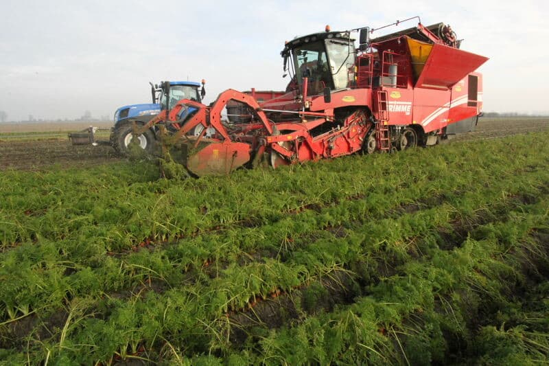 Deze peen had al in november in de bewaring moeten liggen, maar door de natte omstandigheden is de oogst uitgesteld. Met weer neerslag in het vooruitzicht moet de peen er alsnog uit. De rooiomstandigheden zijn niet optimaal, maar het gerooide deel heeft zo te zien weinig te lijden van het rooiwerk.
