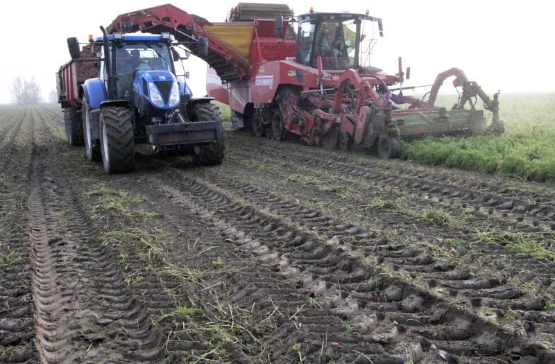 Normaal gesproken wordt bewaarpeen ruim voor kerst geoogst, om risico op vorstschade te voorkomen. Dit seizoen wordt in januari nog probleemloos bewaarpeen gerooid. Loonbedrijf van Rossum uit Ooltgensplaat rooit hier 5,5 hectare bewaarpeen Komarno voor akkerbouwbedrijf Van Oorschot in Achthuizen (Zuid-Holland). - Foto's: Anton Dingemanse