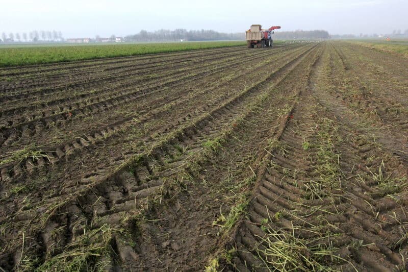 De peen gaat in de mechanische koeling en kan daar zo nodig tot juli blijven liggen. Ondanks het late rooimoment is de kwaliteit goed. Die zal in de bewaarperiode niet minder worden dan in een normaal jaar.