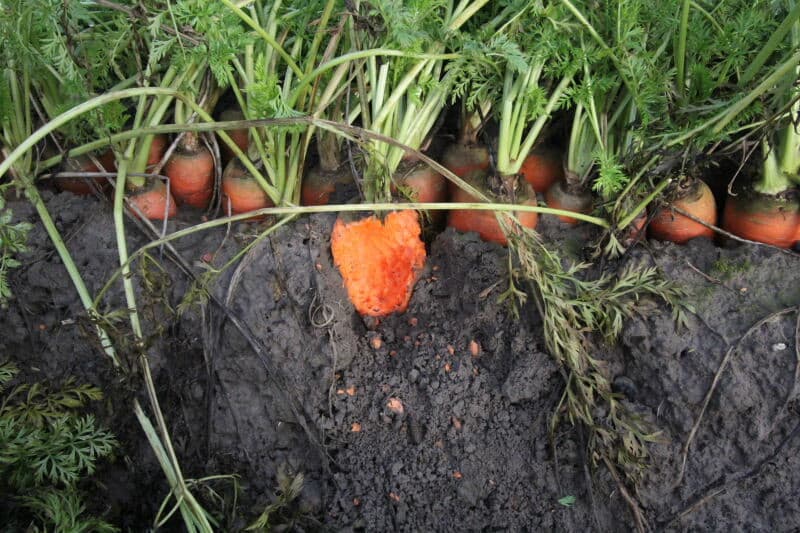 Dat de grond nog redelijk rul is blijkt ook in het vervolgtraject. De peen op de zeefmat is al zo goed als vrij van grond. In de bunker alleen nog aanhangende grond.