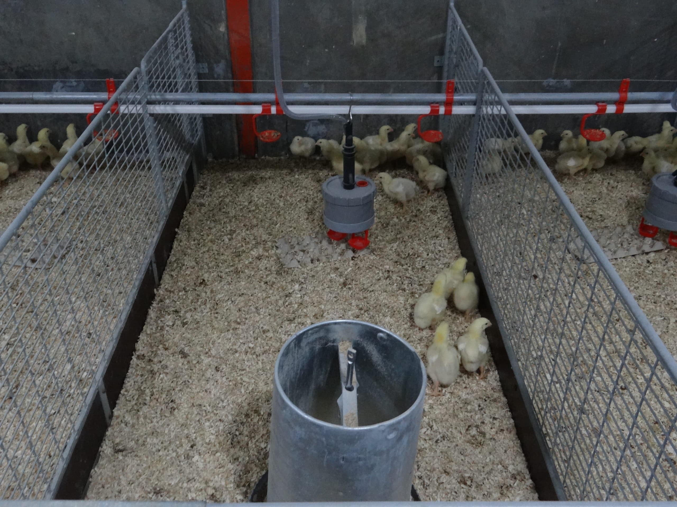 Foto: Schothorst Feed Research
