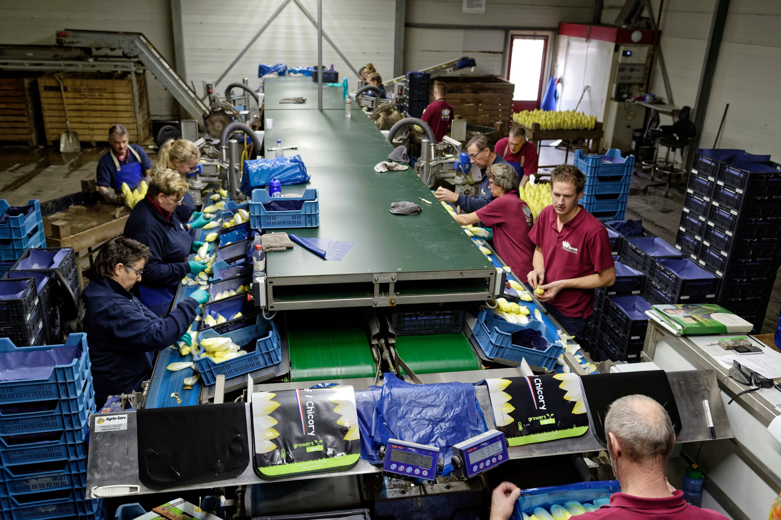Overzicht van het sorteren en schoonmaken van verse kroppen. Rechts vooraan Dirk Spruit, met daarachter zijn ouders Marian en Roel. - Foto's: Lex Salverda