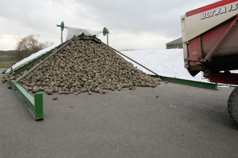 Het begin van een nieuwe bietenhoop is er. Het afdekdoek wordt pas afgerold en uitgespreid wanneer ongeveer 10 meter van de hoop is opgezet. De bieten blijven nog bijna een maand liggen. Volgens de planning worden ze op 2 februari opgehaald.