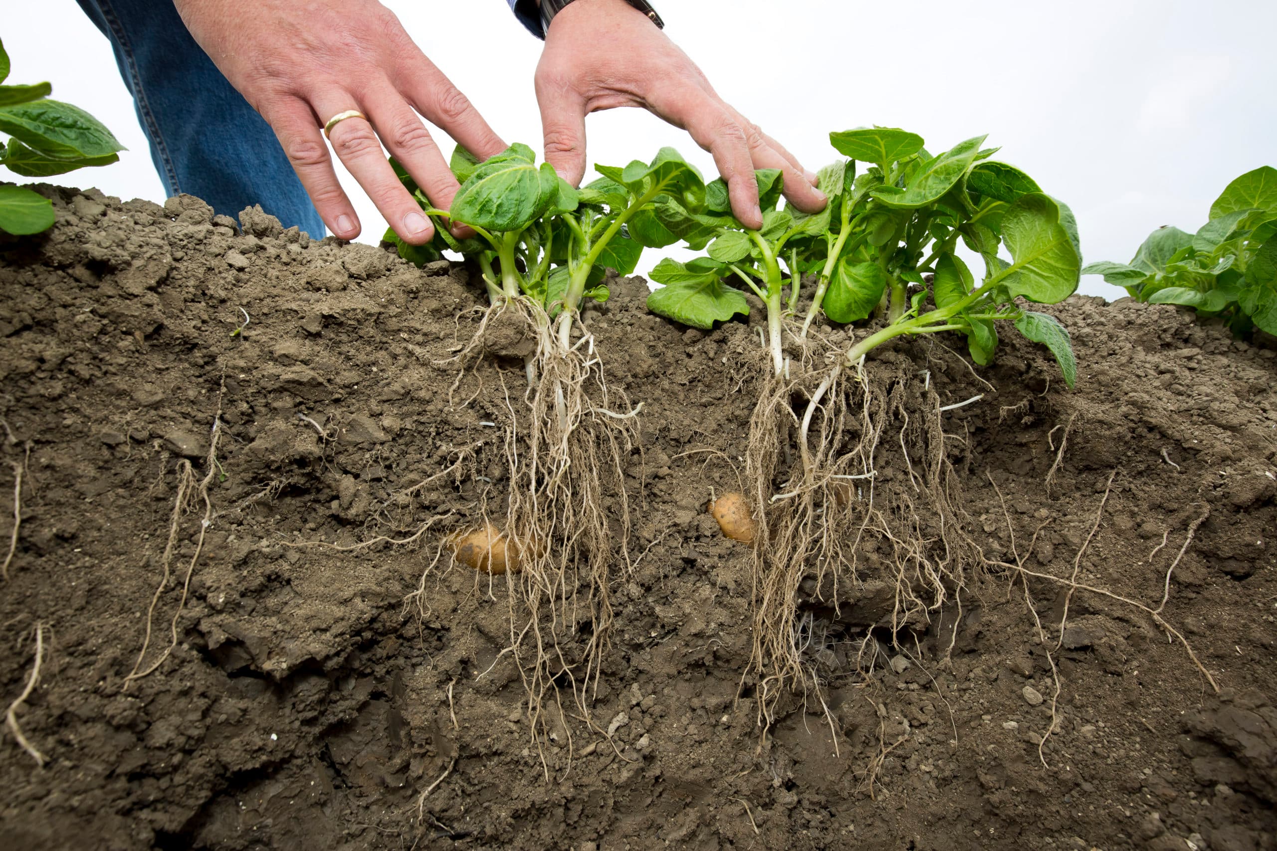 Het beoordelen van de opkomst van aardappelen. - Foto: Ruud Ploeg