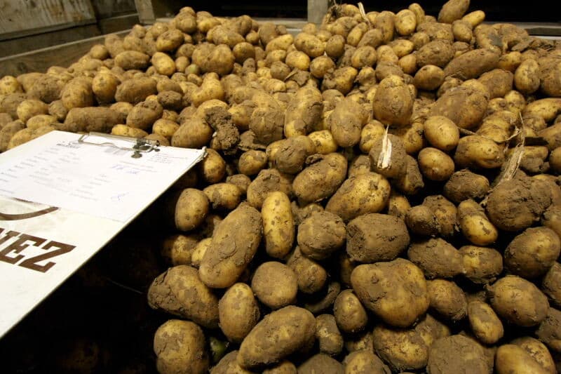 Met eigen of ingehuurde vrachtwagens worden de aardappelen naar de afnemers uitgeleverd. Op dit bedrijf worden de gangbaar geteelde aardappelen verpakt. Op een andere locatie staat een vergelijkbaar, wat kleiner, bedrijf waar biologische aardappelen worden verpakt.