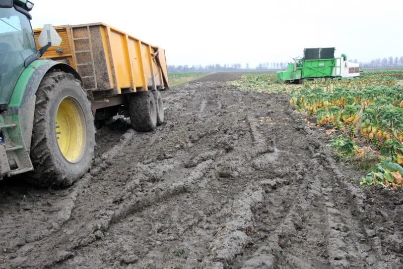 Deze oogstmachines staan zo goed als altijd op rupsen voor verdeling van bodemdruk en om onder de vaak natte omstandigheden de bodem niet te versmeren. Deze machine is voorzien van een vereenvoudigde optische sorteerunit, zodat al bij de pluk de eerste sortering plaatsvindt.