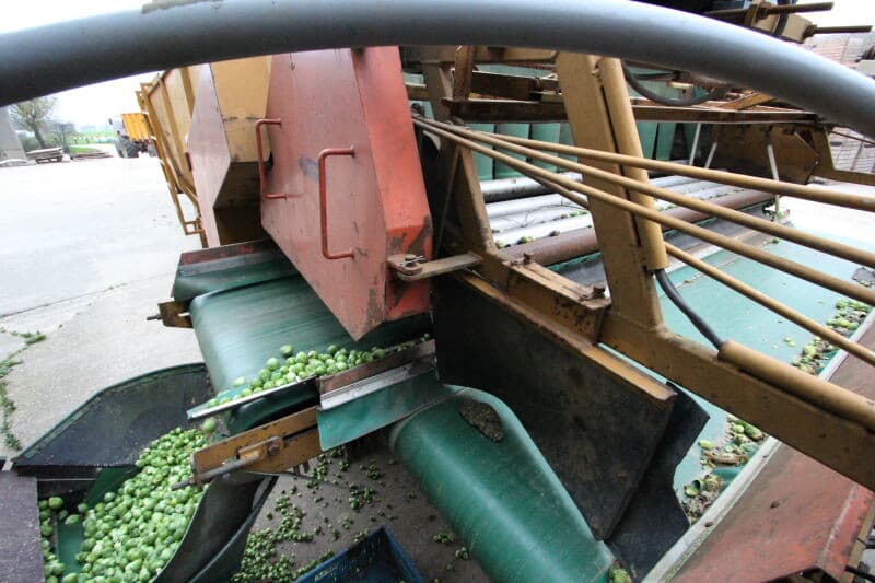 In de leeskamer sorteren medewerkers de laatste ongewenste spruiten eruit voor ze in de opslagbunker gaan.