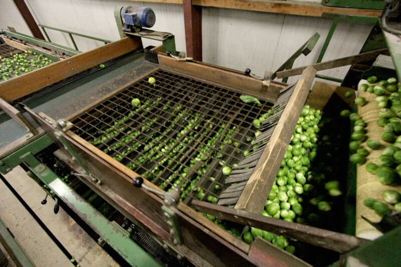 Vanuit deze bunker worden de spruiten afgewogen in kisten waar tot 300 kilo in gaat.