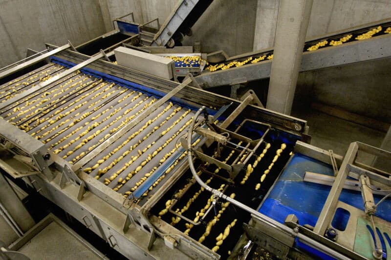 Dit wordt nog handmatig uitgelezen. Een zweempje groen, rooischade of een afwijkende vorm. De uitgesorteerde aardappelen gaan weg als veevoer of naar de industrie voor bijvoorbeeld vlokken.