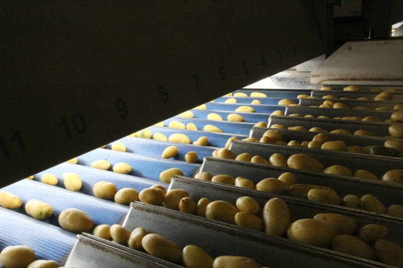 Na het bad gaan de aardappelen door twee afgesloten spoelstraten waar het aanhangende modderwater wordt afgespoeld. Bij het verlaten van de spoelstraat krijgen ze nog een laatste douche, midden onder. Nu zijn de aardappelen schoon en kunnen ze het sorteertraject in.