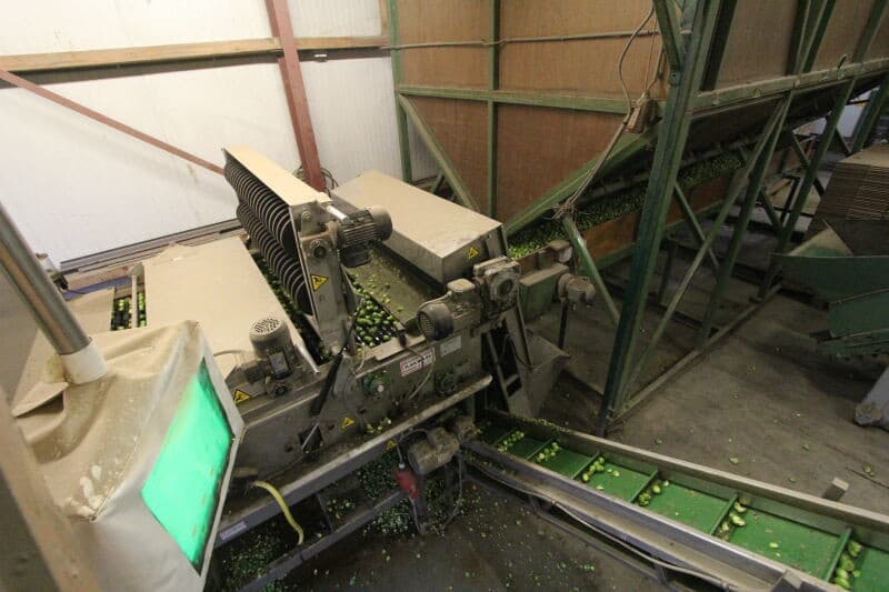 Van tijd tot tijd wordt de bunker van de plukker in de gereed staande kipper gelost. Als die vol is, wordt die naar het bedrijf gereden waar de inhoud via de stortbak het sorteertraject in gaat. De stortbak is voorzien van een rollenbaan, rechts in het midden, waar bladtarra e.d. van de spruiten wordt gescheiden.