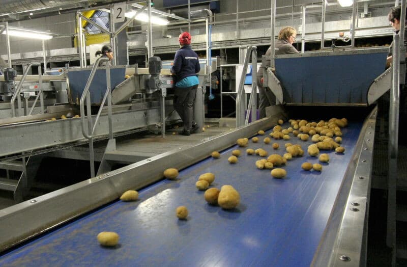 Op de inpakafdeling worden voor de aardappelen voor verschillende afnemers verpakt. Hoofdzakelijk voor de retail. Op de achtergrond verschillende inpaklijnen. Te zien zijn ook de verschillende kratten en dozen met voor verpakte aardappelen voor de verschillende afnemers.