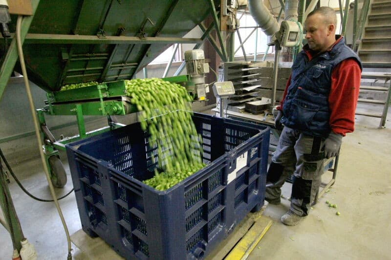 Vanuit de bunker met de maat die verder verwerkt moet worden, gaan de spruiten door de optische sorteerder. Eerst worden de spruiten verdeeld over een rollenbaan, zodat elke spruit een vaste plaats heeft in dit sorteertraject. De machine is voorzien van twee sets rollenbanen voor kleine en grote maten. De rollenbaan voor de grote maten staat nu omhoog geklapt.