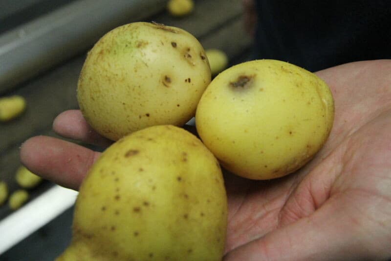 Nu zijn de aardappelen klaar voor verpakking. De kisten met de sorteringen gaan via rollenbanen naar de inpakafdeling.