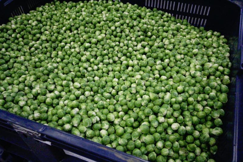 De spruiten hebben nu een vaste plaats op de rollenbaan en gaan met een constante snelheid onder de detectiecamera's door, die per spruit een eventuele afwijking, met name in kleur, vaststellen. De kleuren die eruit moeten, zijn bijvoorbeeld zwart, bruin, paars en te wit. De mate van detectie kan per kleur worden ingesteld. Een uitgesorteerde spruit wordt door een blaasmond uit het gewenste product geblazen.