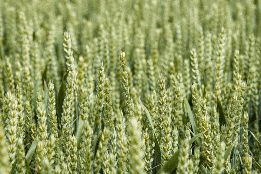 Foto: Syngenta