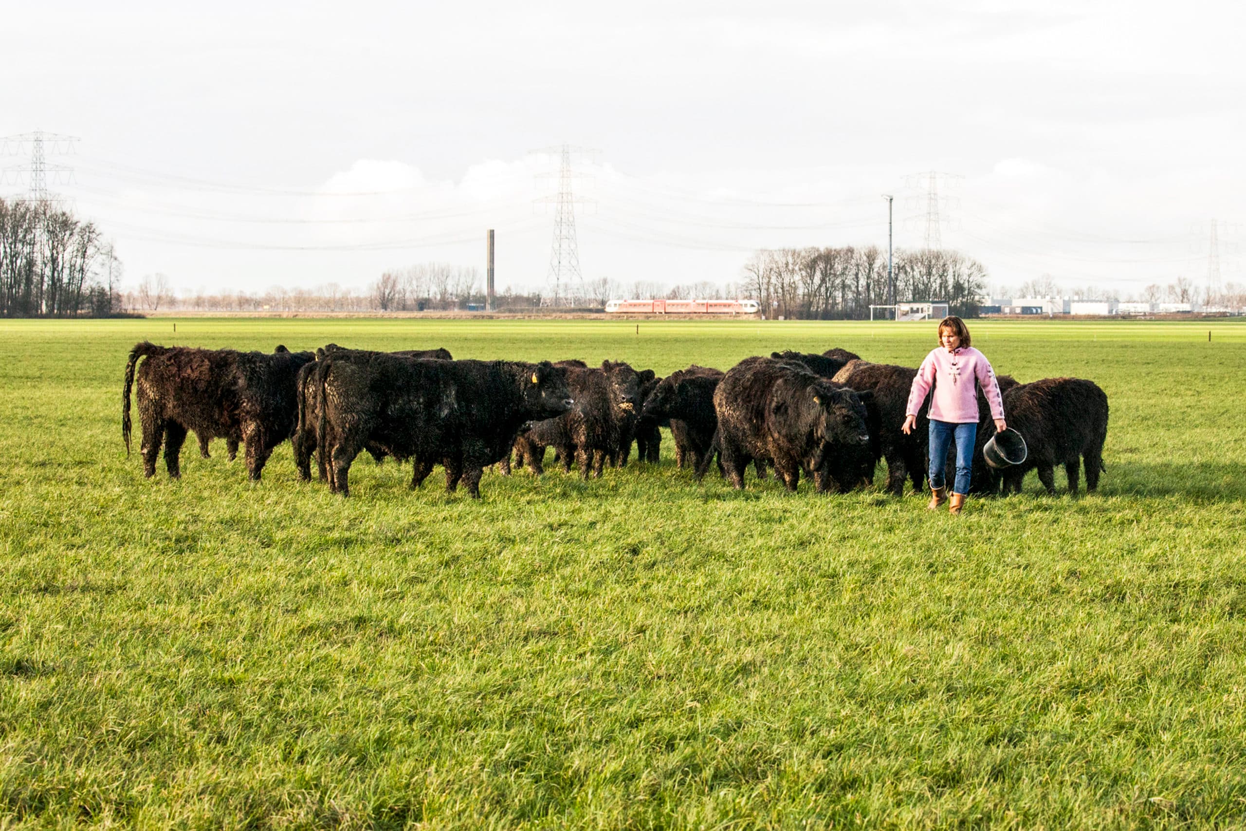 De meeste koeien lopen vanwege de kou alweer buiten. Maar deze Schotse Galloways blijven de hele winter grazen in Meerstad (Gr.). De dieren zijn nogal kieskeurig in het grazen. In deze velden zijn ook veel insecten, vlinders en kruiden te vinden. Foto: Koos van der Spek