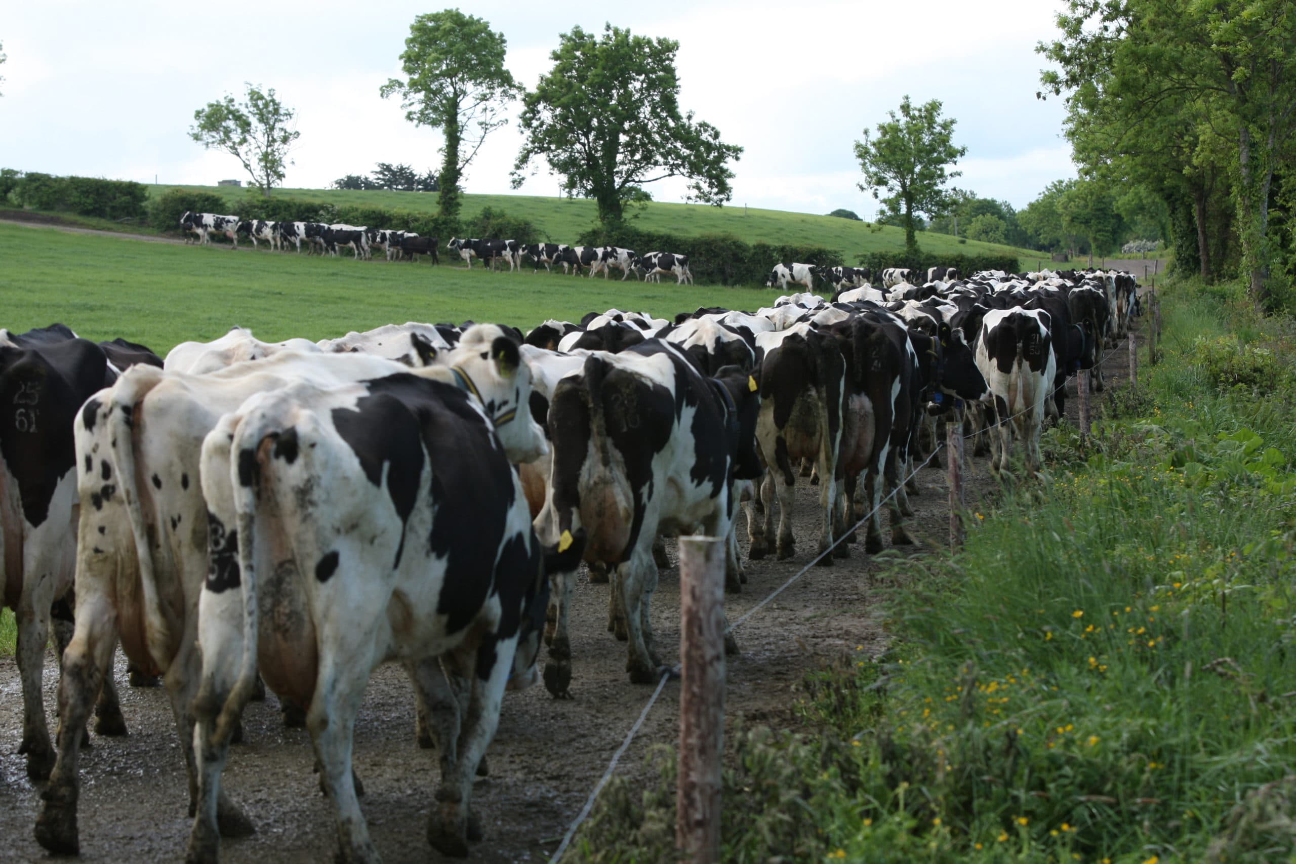 Door de sterke groei van de veestapel en melkproductie staat de kracht van de Ierse sector, kosten en bijna 100 % gras voeren, onder druk. Foto: John Caffey