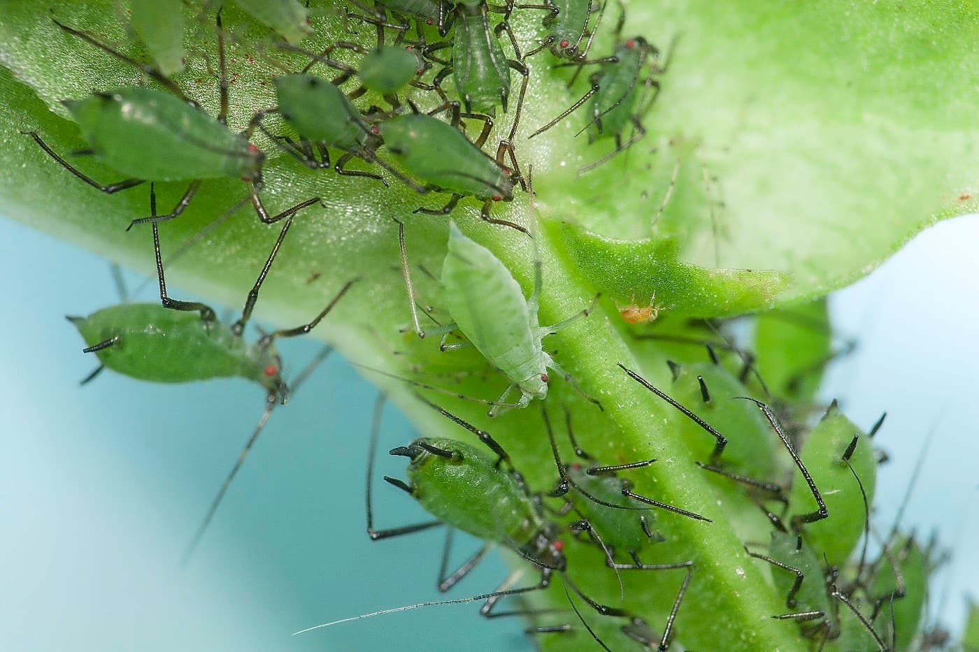 Erwtenbladluizen bevatten bacteriën die beschermen tegen de verdedigende geur van de plant. - Foto: Jitte Groothus