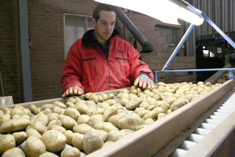 De opzaklijn vanaf de pieperdoes, waar de Spuntas een behandeling met Potazil tegen bewaarziekten ondergaan, tot aan de pallettiseermachine geheel rechts.