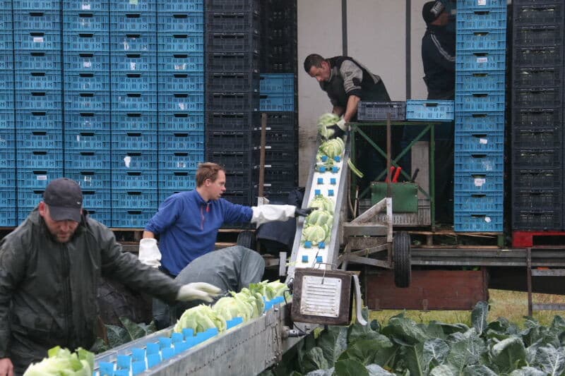 Ook Dekker is zijn Navalo-bloemkool vervroegd aan het oogsten, omdat de bloemkolen uit de maat groeien. Hij had de oogst later gepland, waardoor hij nu niet over voldoende mankracht beschikt. Daarom wordt op het veld van de goede kolen het blad weggesneden, zodat de twee beschikbare snijders (gewoonlijk zijn dat er vier tot zes) sneller kunnen oogsten. Dat scheelt wachttijd voor de inpakker op de wagen.
