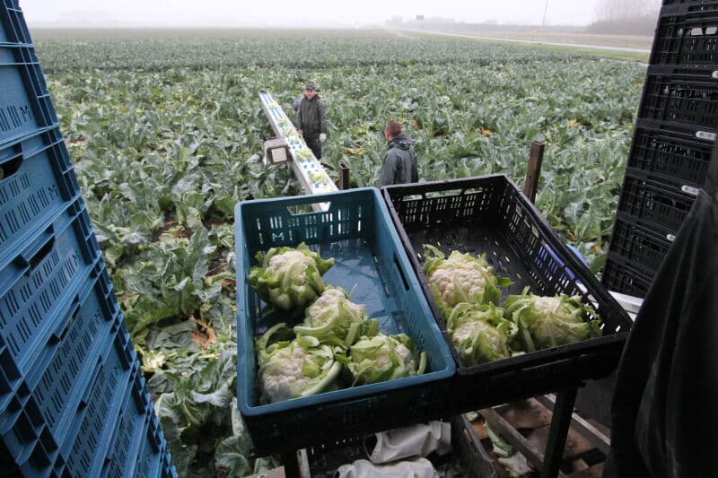 In de plantperiode is de grond vaak droog en dat bemoeilijkt het aanslaan van de planten. Om het aanslaan te bespoedigen heeft Lobros op een giertank vier uitlopen gemonteerd, waarmee ze de jonge aanplant water kunnen geven. Het idee is niet nieuw, Lobros heeft het opgepakt bij collega teler Bart Dekker uit Westkapelle.