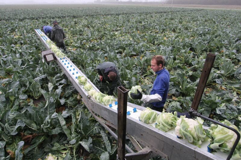 Vroeger dan andere jaren loopt de oogst van bloemkool op zijn einde. Evenals bij andere teelten waarbij een maximale maat doorslaggevend is voor de oogst, is ook de bloemkool dit jaar eerder aan een gewenste handelsmaat. Teeltbedrijf Lobros in Serooskerke (Zeeland) snijdt hier bloemkool van het ras Navalo. - Foto's: Anton Dingemanse