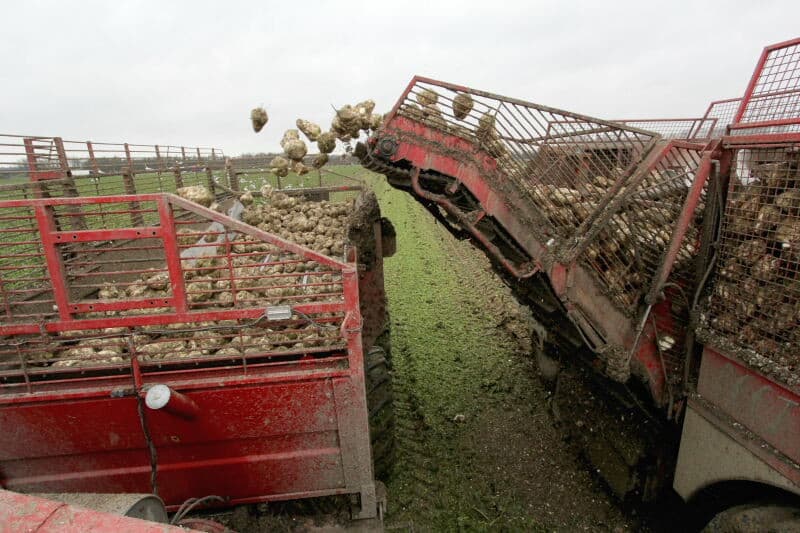 Er kan ongeveer 20 ton suikerbieten in deze overlaadwagen.