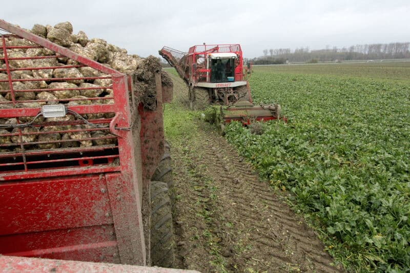 De overlaadwagen komt niet op de weg, maar lost de bieten in de combinatie die niet op het land komt.