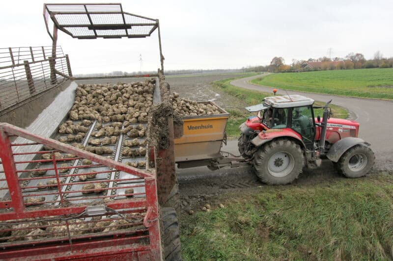 Een indruk van het veld na het rooien met overlaadwagen. Van insporing is geen sprake.