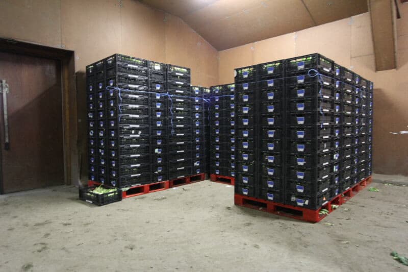 De ontbladerde kolen tussen de bloemkolen die nog niet oogstrijp zijn. Voor een perceel leeg kan het zijn dat er wel zo'n 6 keer moet worden geoogst. Om deze oogstbeurten te beperken, is een gelijkmatige ontwikkeling gewenst. Een regelmatige watergift is daarbij onontbeerlijk. Beregenen hoort daarom bijna tot de kerntaken bij dit soort teelten.
