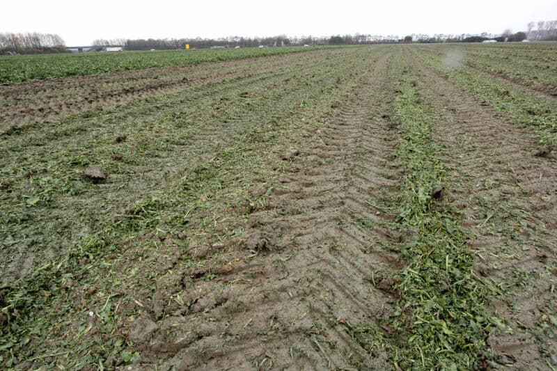 Inmiddels arriveert achteruitrijdend een volle overlaadwagen bij de hoop om te lossen. De lagedrukbanden staan met 1 bar ingesteld op veldwerk. De achterste banden zijn 800 millimeter breed en de overige vier banden 750.