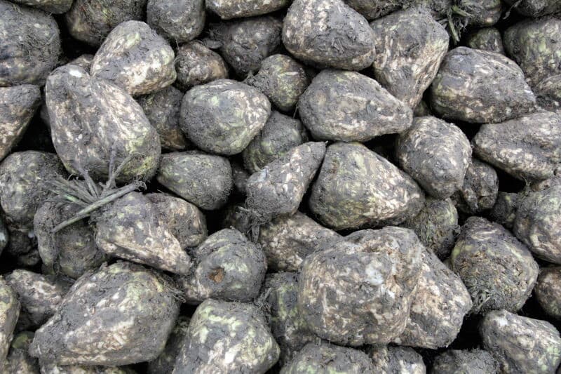 Omdat de losplaats te krap is om de hele bietenoogst te bergen, worden de bieten met een kraan omhoog gewerkt.