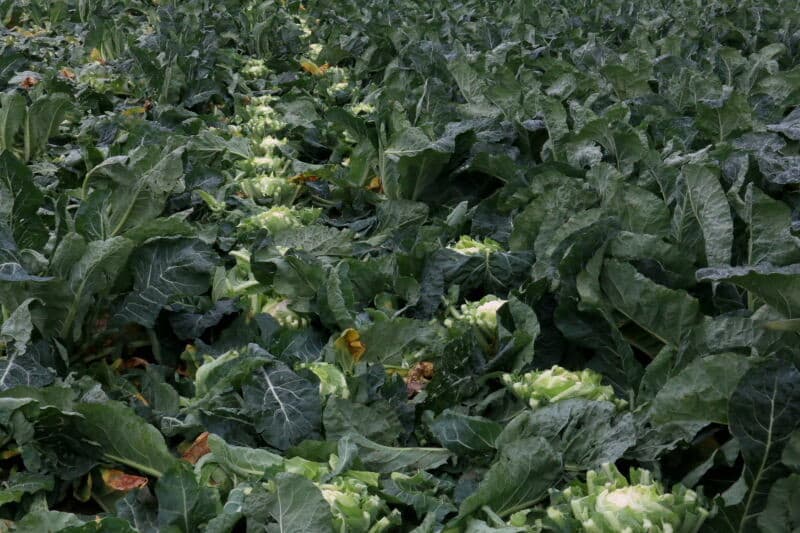Naast de versmarkt levert Dekker ook bloemkool voor de industrie, met name naar Engeland voor <em>pickles</em>. Dan moet de bloemkool geheel van bladeren zijn ontdaan en deze gaat dan in kuubskisten. Omdat voor deze levering op gewicht wordt betaald, kunnen er grote, zware kolen worden geoogst.