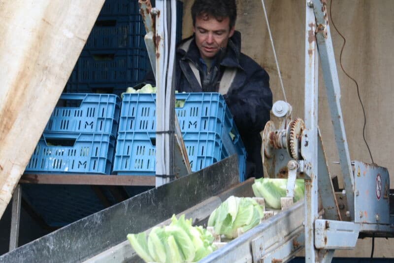 De winterbloemkool begint zich al aardig te ontwikkelen. Dit zegt echter nog niets over het oogstresultaat. Er kan nog vorst- en wildschade optreden, of de beworteling kan tegenvallen, waardoor nog planten wegvallen.