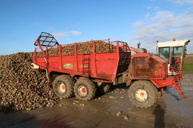 Omdat de afstand van het veld naar de losplaats maar enkele tientallen meters bedraagt, wordt nu niet overgeladen. De bieten worden meteen aan de hoop gereden. Tijdens het lossen wordt de bunker aan de achterzijde omhoog geduwd, om de vracht zo hoog mogelijk kwijt te kunnen.