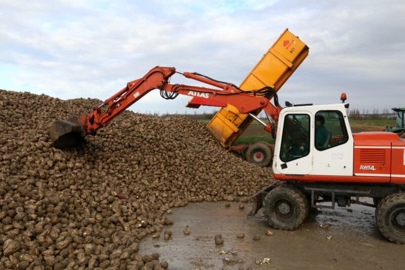 De kleine bietjes in de hoop zijn het gevolg van meerwassigheid. Dit is in het voorjaar ontstaan, doordat het zaad deels droog bleef liggen door de droogte. Desondanks is met een opbrengst van 110 ton per hectare toch sprake van een mooie oogst.