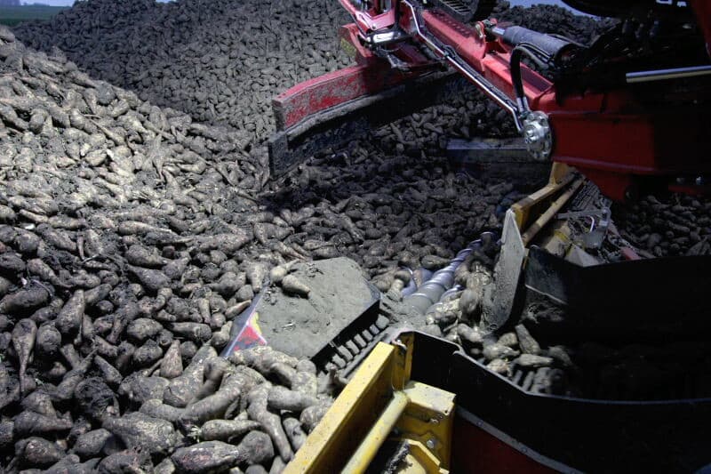 De baan van de muis door de hoop. De pennen gaan de bek in voor reiniging. Achter de bek de tarra. In algemene zin zijn telers tevreden over het laden met de muis, afgezien van verlies door de axiaalset. Alleen de fikse hoeveelheid uitgezeefde tarra die de teler moet opruimen is even wennen.