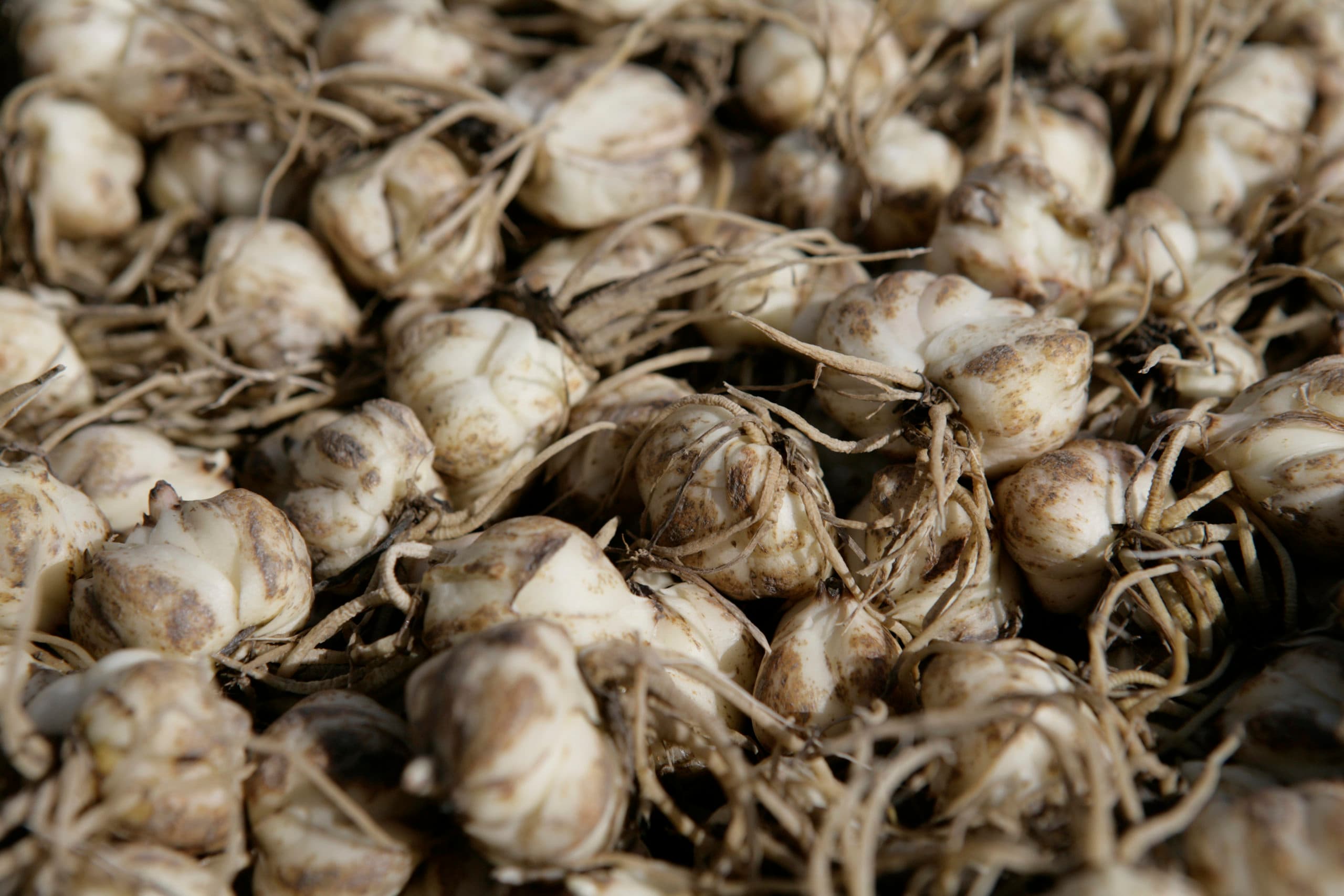 Foto: Jan Willem Schouten