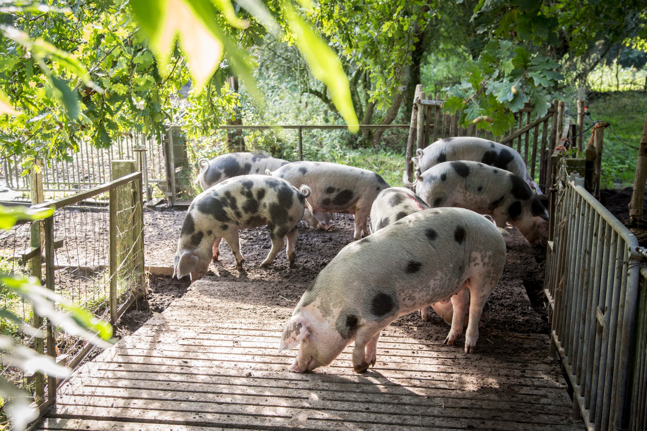 Foto: Koos Groenewold