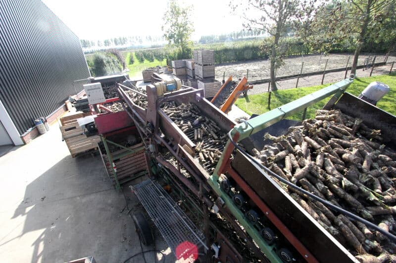 Het rooien van de pennen besteedt Vof Vermue-Steijn uit aan loonbedrijf Kloosterman. De loonwerker oogst begin oktober de 3 hectare van de 16 hectare witlofpennen die Vermue op jaarbasis teelt. De witlofpennen van vorig seizoen, die nog in de bewaring liggen, zijn binnen enkele weken op. Het is daarom tijd de vroege rassen van dit jaar te oogsten. Om de regen voor te zijn is de loonwerker daarmee een dag eerder begonnen dan gepland. - Foto's: Anton Dingemanse