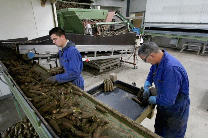 De gerooide pennen komen mooi uit de grond en zijn vrij uniform in de maat. De Grimme witlofrooier kan door de loopbodem in de bunker snel lossen.