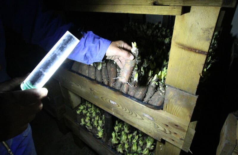 De witlof wordt verpakt in dozen van 5 kilo en wordt dezelfde of de volgende dag opgehaald.