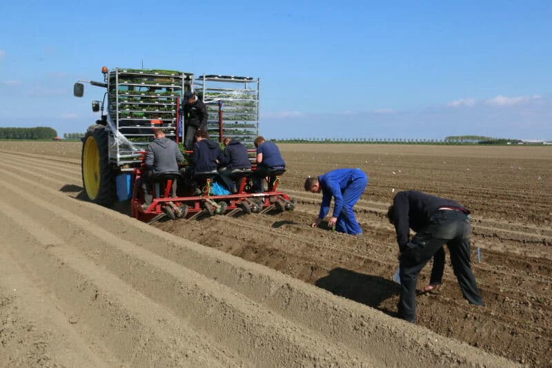 De bloei geeft al een duidelijke indicatie van zaadvastheid. Dit zijn van voor naar achter drie verschillende nummers die elk hun eigen bloemkleur hebben.
