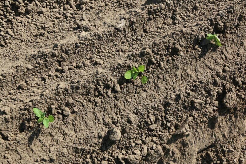 Het gewas is inmiddels gedood en wordt nu gerooid. Omdat planten en oogsten een grote nauwkeurigheid vergt, wordt dit door eigen personeel van Solynta gedaan. De KMWP was verantwoordelijk voor de gewasbescherming tijdens de groei.